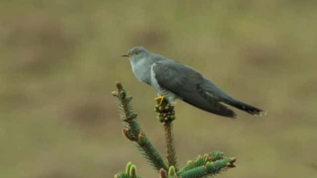 ¼Ƭ壺ʿĻҰ Iolo: The Last Wilderness of Wales1080Pȫ1-Ļ/Ļ