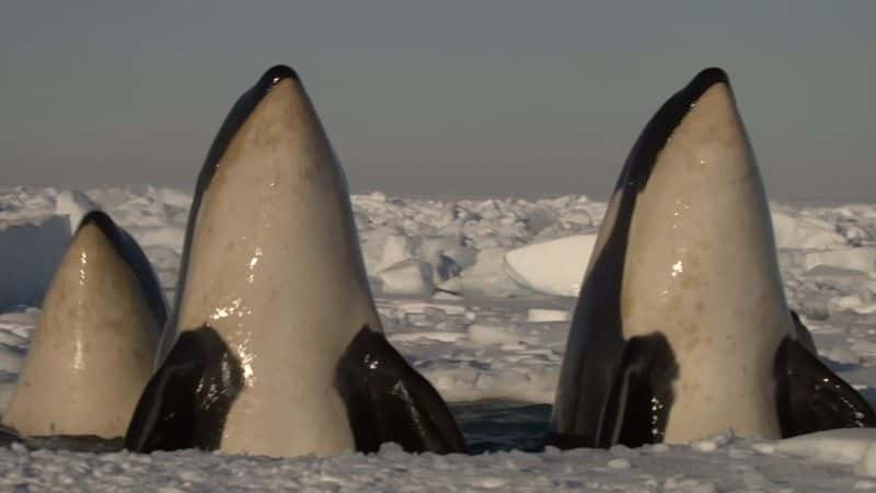 ¼Ƭˮ֮ (BBC 1080p) Killer Whales: Beneath the Surface (BBC 1080p)1080P-Ļ/Ļ