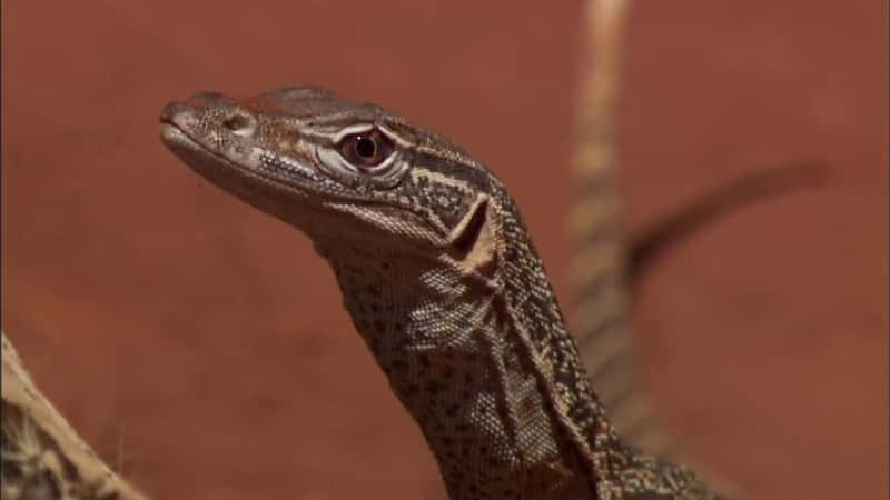 ¼Ƭ - ׷پټ Lizard Kings - On the Trail of Monitor LizardsĻ/Ļ