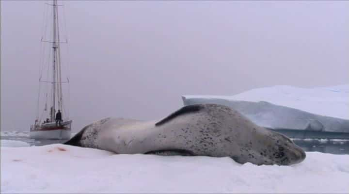 ¼Ƭ֮ Leopard Seal: Lords of the Iceȫ1-Ļ/Ļ