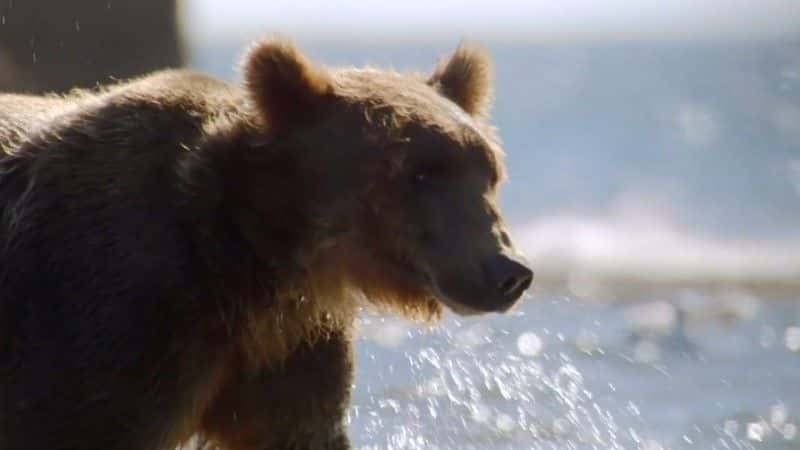 ¼Ƭʶ Meet the Bearsȫ1-Ļ/Ļ