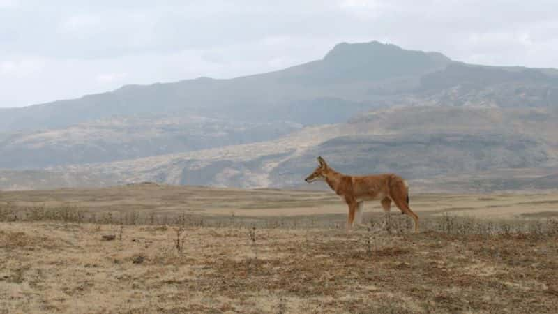 ¼Ƭ÷ܵٷʧ Megeti Africas Lost Wolf1080P-Ļ/Ļ