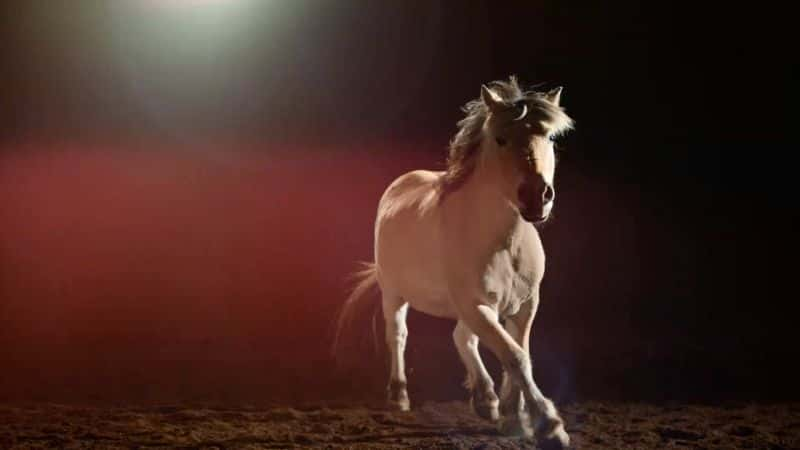 ¼ƬȻĹ Nature: Equus Story of the Horse1080P-Ļ/Ļ