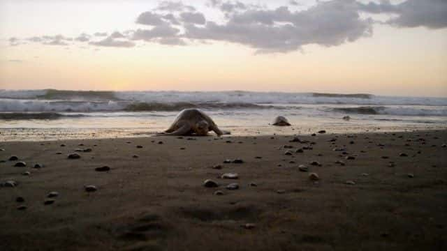 ¼ƬȻĺ걣 (BBC) Nature's Turtle Nursery (BBC)1080Pȫ1-Ļ/Ļ