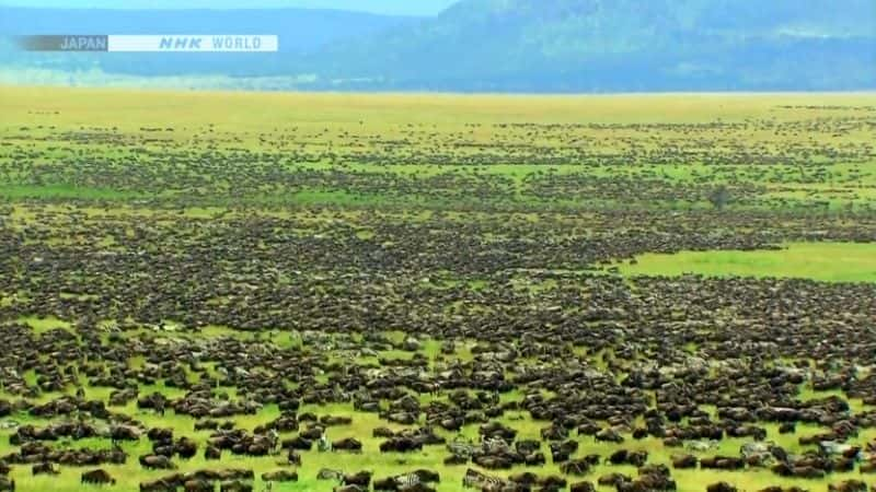 ¼Ƭɵèƶ Life on the Savannah: Big CatsĻ/Ļ