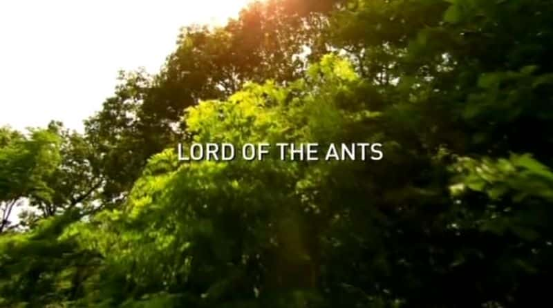 ¼Ƭ Lord of the AntsĻ/Ļ