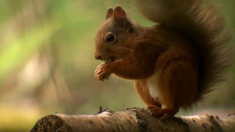 ¼ƬĿҰǿũ (BBC) Ireland's Wild River: The Mighty Shannon (BBC)1080Pȫ1-Ļ/Ļ