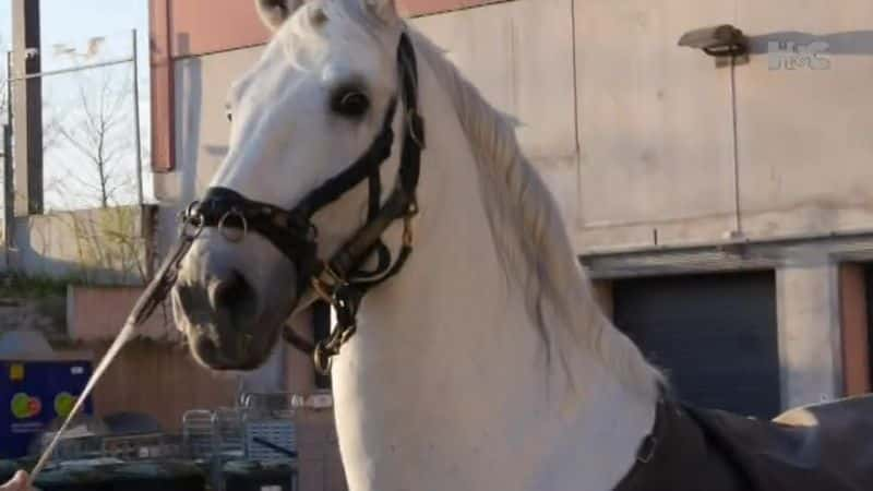 ¼ƬѧУڲ Inside the Spanish Riding SchoolĻ/Ļ