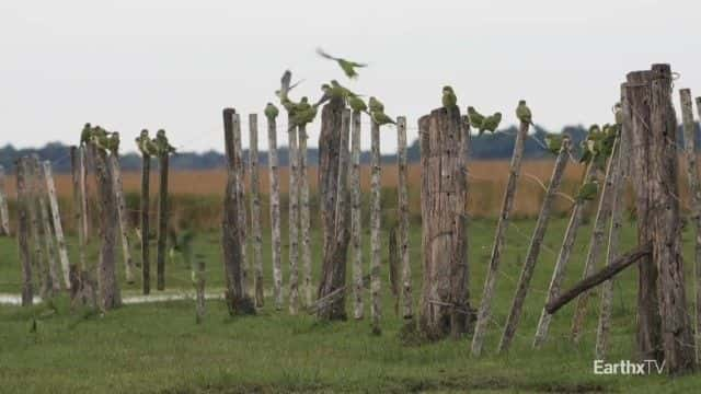 ¼Ƭ԰Ұ͢ Ibera Park: Rewilding Argentina1080Pȫ1-Ļ/Ļ