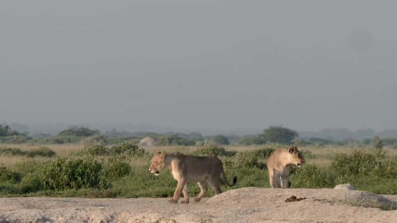 ¼ƬɳĮ֮ Kings of the Desert1080P-Ļ/Ļ