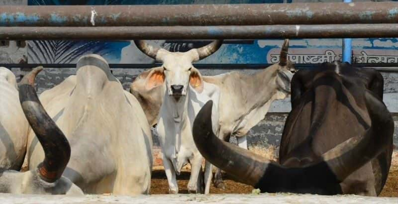 ¼Ƭӡȵţΰά (BBC) India's Cow Vigilantes (BBC)Ļ/Ļ