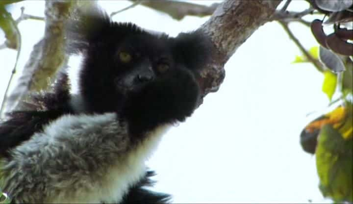 ¼Ƭ˹ӵĺ The Lemurs of Madagascarȫ1-Ļ/Ļ