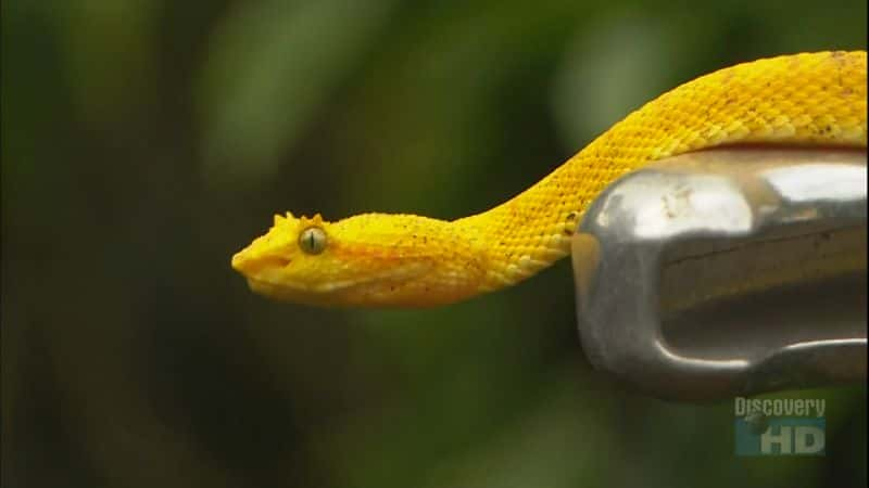 ¼Ƭī磺ߴ Mexico: The Great Snake HuntĻ/Ļ