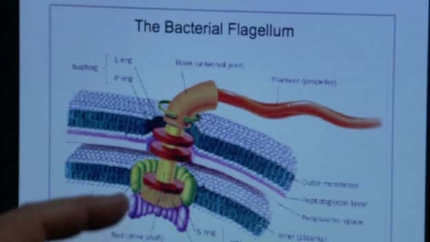 ¼Ƭա Judgement Day - Intelligent Design on TrialĻ/Ļ