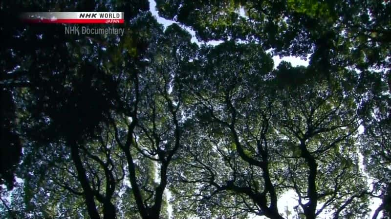 ¼Ƭɭ֣100ʵ Meiji Jingu Forest: A 100-Year Experimentȫ1-Ļ/Ļ