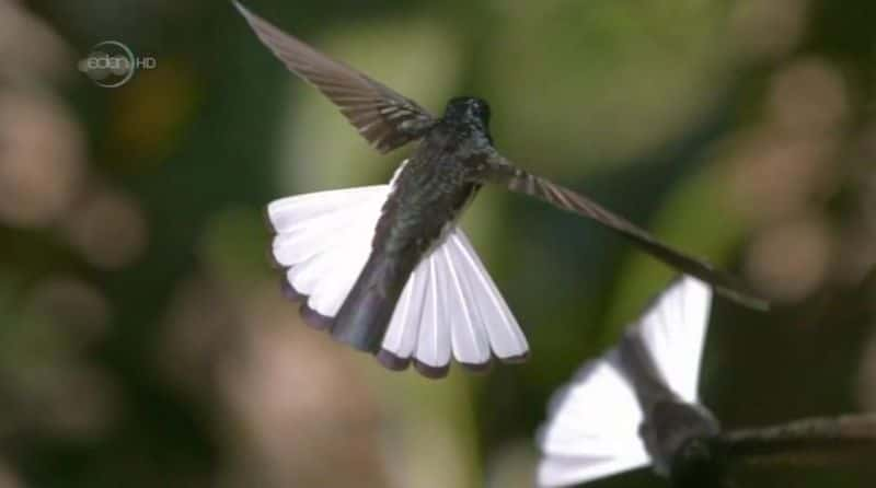 ¼Ƭ鱦ʹ Hummingbirds: Jewelled MessengersĻ/Ļ