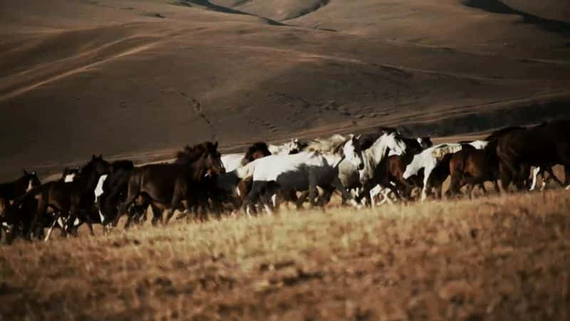 ¼ƬȻĹ Nature: Equus Story of the Horse1080P-Ļ/Ļ