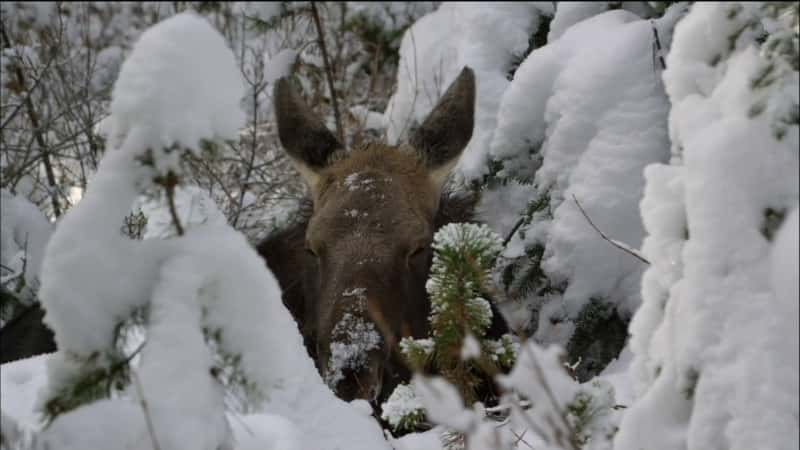 ¼Ƭ¹֦˵ Moose: Life of a Twig Eater1080P-Ļ/Ļ