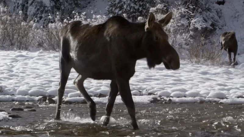 ¼Ƭʶ¹ Meet the Moose Familyȫ1-Ļ/Ļ