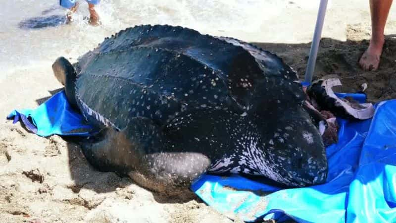 ¼ƬƤ (Ch4) Leatherback Turtle (Ch4)Ļ/Ļ