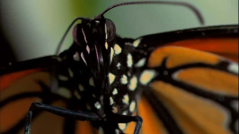 ¼ƬĲ˼ó (PBS) The Incredible Journey of the Butterflies (PBS)Ļ/Ļ