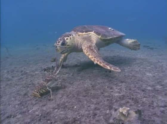 纪录片《加勒比海的宝石 Jewels of the Caribbean Sea》[无字][BT][720P]资源下载