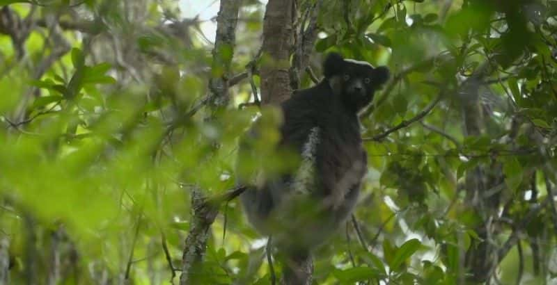 ¼Ƭ˹ӵʯȳ Madagascar's Sapphire Rushȫ1-Ļ/Ļ