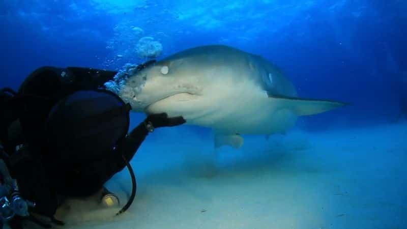 ¼Ƭ⿪Ȼֵϵ 1 13  ɰ Natures Strangest Mysteries Solved Series 1:Part 13 Cuddly SharkĻ/Ļ