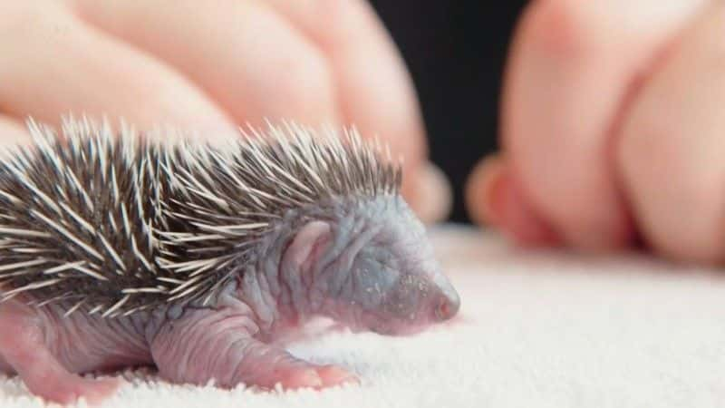 ¼Ƭʶ Meet the Hedgehogsȫ1-Ļ/Ļ