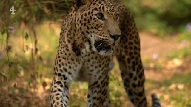 ¼ƬӡȱϮ¼ India's Leopard Attacks1080Pȫ1-Ļ/Ļ