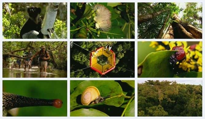 ¼Ƭ˹ - µ Madagascar - A Treetop OdysseyĻ/Ļ