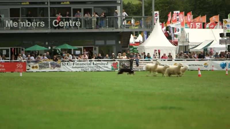 ¼Ƭء಼ҺҵȮ Kate Humble: My Sheepdog and MeĻ/Ļ