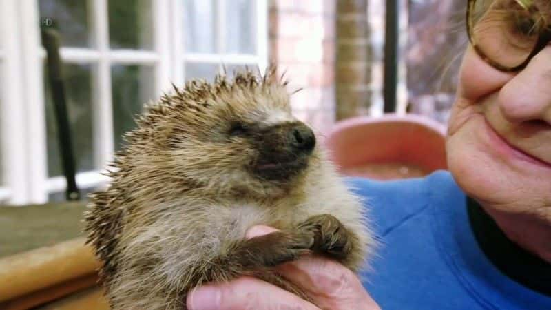 ¼Ƭʶ Meet the Hedgehogsȫ1-Ļ/Ļ