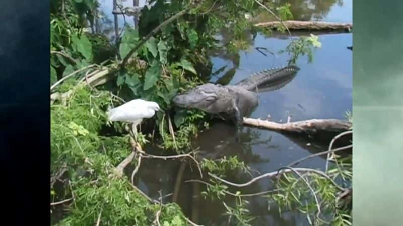 ¼Ƭ⿪Ȼֵŵ 20 ֣㱣 Nature's Strangest Mysteries Solved Part 20: Alligator BodyguardsĻ/Ļ