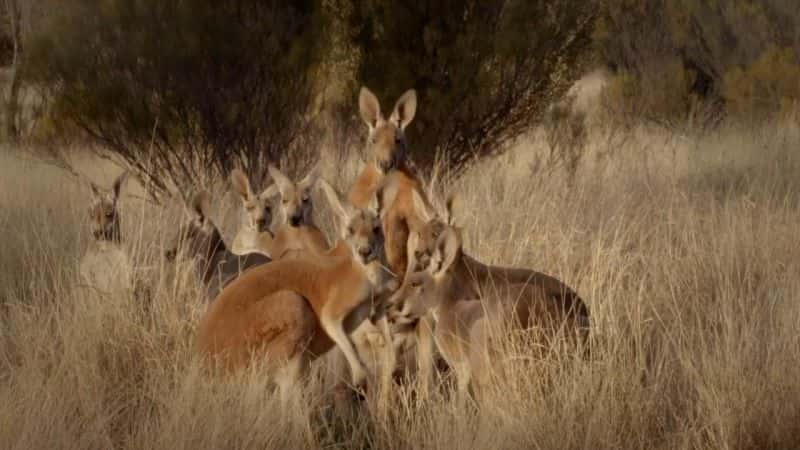 ¼Ƭ˵Ϻ Kangaroo Dundee and Other Animalsȫ1-Ļ/Ļ