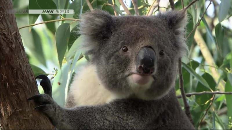 ¼Ƭױȵд￼ The Matchless Marsupial KoalaĻ/Ļ