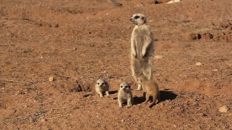 ¼Ƭʶè Meet the Meerkats1080P-Ļ/Ļ