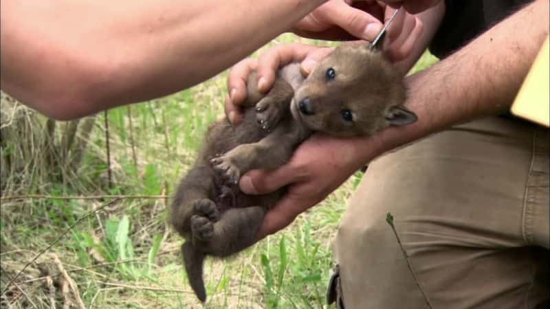 ¼Ƭʶ Coywolf Meet the CoywolfĻ/Ļ