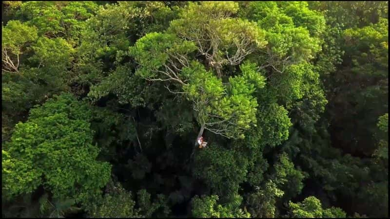 ¼Ƭ֮գ1080 Mysteries of the Rainforest: 10801080P-Ļ/Ļ