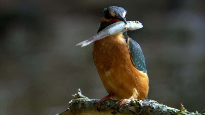 ¼ƬĿҰǿũ (BBC) Ireland's Wild River: The Mighty Shannon (BBC)1080Pȫ1-Ļ/Ļ