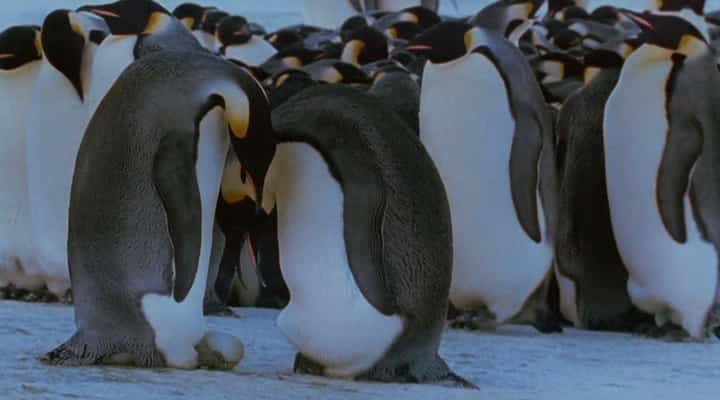 ¼Ƭ The March of the PenguinsĻ/Ļ