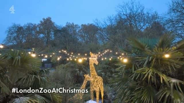 ¼Ƭ2022 ʥ׶ض԰ London Zoo at Christmas 20221080Pȫ1-Ļ/Ļ