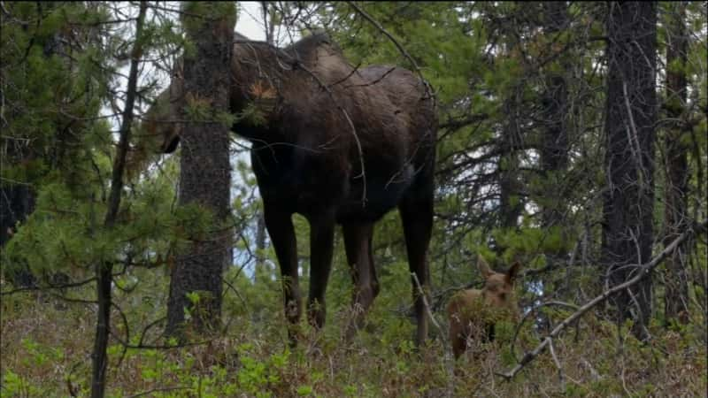 ¼Ƭ¹֦˵ Moose: Life of a Twig Eater1080P-Ļ/Ļ