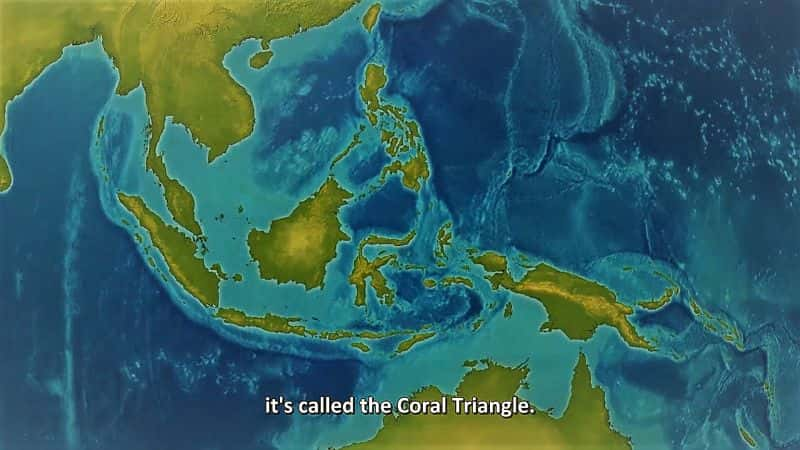 ¼ƬȻΰɺϵ1 Natures Greatest Secret the Coral Triangle Series 11080P-Ļ/Ļ