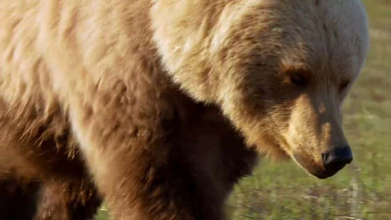 ¼ƬȻϵ 38  8 ֣ Nature Series 38 Part 8: Bears1080P-Ļ/Ļ