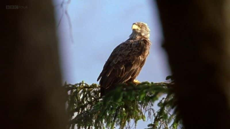 ¼Ƭϸǣӥ Mull: Eagle Paradiseȫ1-Ļ/Ļ