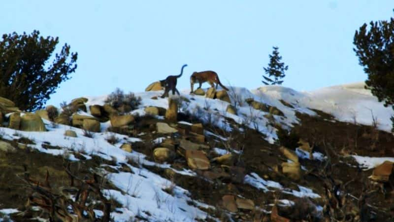 ¼ƬɽʨߴĴèƶ Mountain Lions: Big Cats in High Placesȫ1-Ļ/Ļ