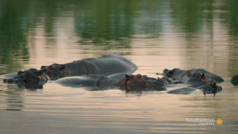 纪录片《追捕埃斯科瓦尔的河马 The Hunt for Escobar's Hippos》[无字][BT][1080P]资源下载