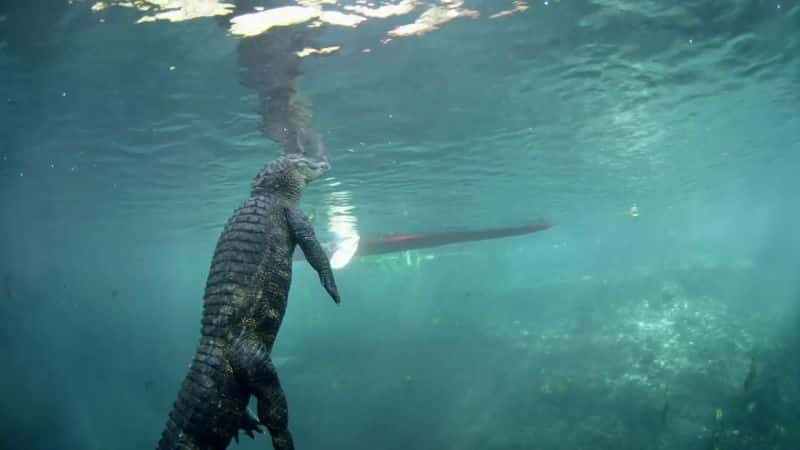 ¼Ƭֵħ The Magic of Mangroves1080P-Ļ/Ļ