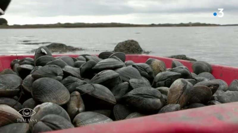 ¼ƬȺĪȰʡ Morbihan, un archipel en Bretagne1080Pȫ1-Ļ/Ļ